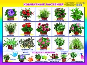 Плакат.Комнатные растения 00015 - купить в магазине Кассандра, фото, 9785000339992, 