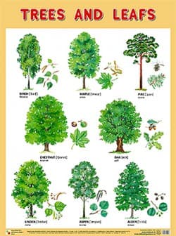 Плакаты (англ). Trees and Leafs (Деревья и листья) - купить в магазине Кассандра, фото, 9785431509568, 