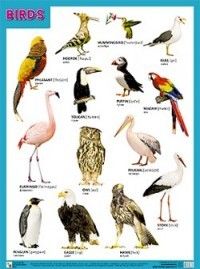 Плакаты (англ). BIRDS (Птицы) - купить в магазине Кассандра, фото, 9785431508653, 