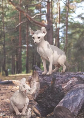 Кошки. Энциклопедия для детей- купить в магазине Кассандра, фото, 9785378321049, 