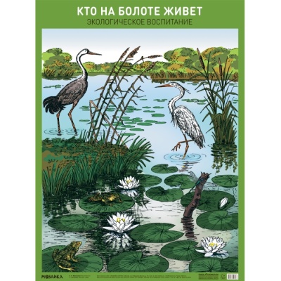 Плакат. Кто на болоте живет- купить в магазине Кассандра, фото, 9785431527067, 